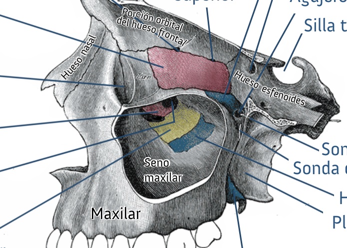 seno maxilar 2